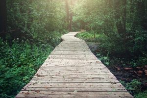 bigstock-Wooden-Pathway-Through-Forest-233511655_EDIT_1170x715